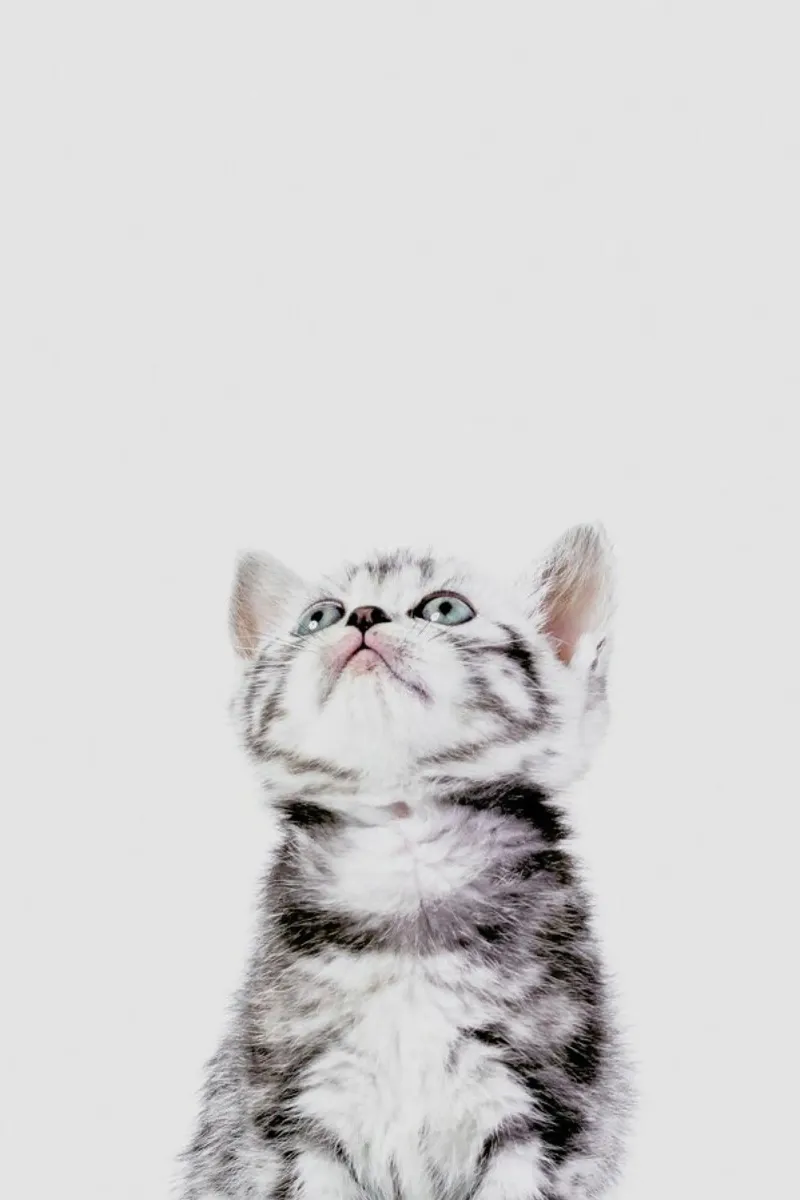 Kitten pellicola backlit da Paws & Claws