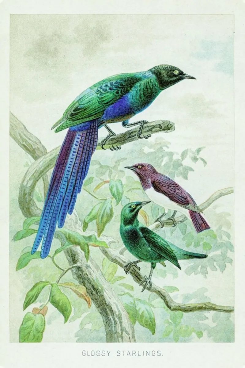 Starlings poster con telaio in legno da Flora & Fauna