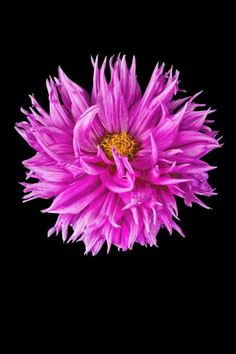 Dahlia 4 pellicola backlit da Curious Collections by Marielle Leenders