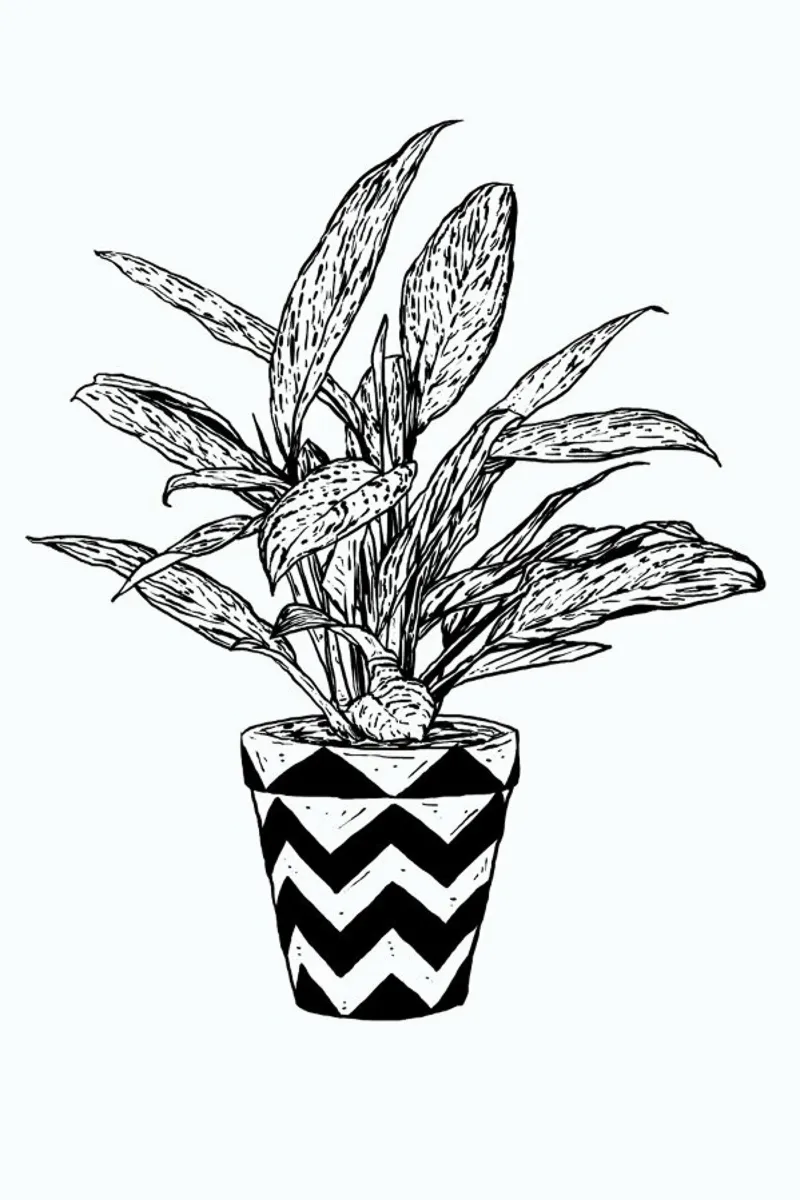 Chinese Evergreen pellicola backlit da Nick Cocozza