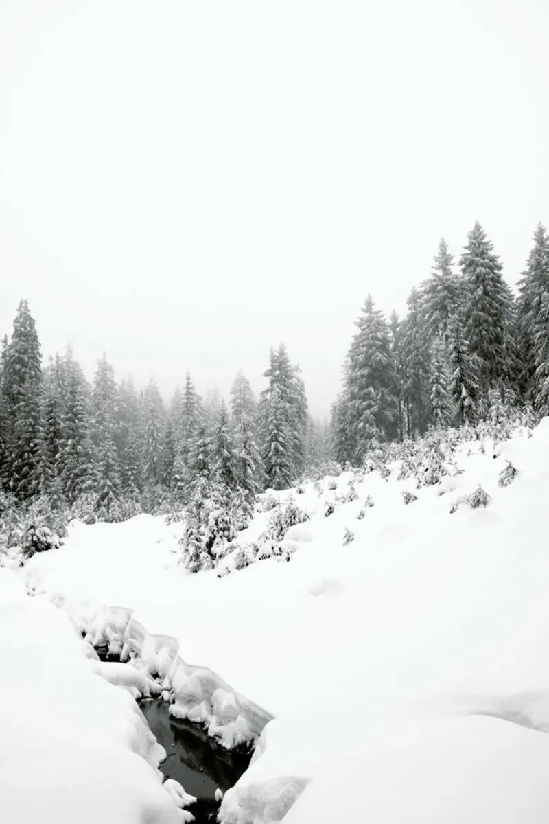 Black River, White Winter Forest Poster von Studio Nahili