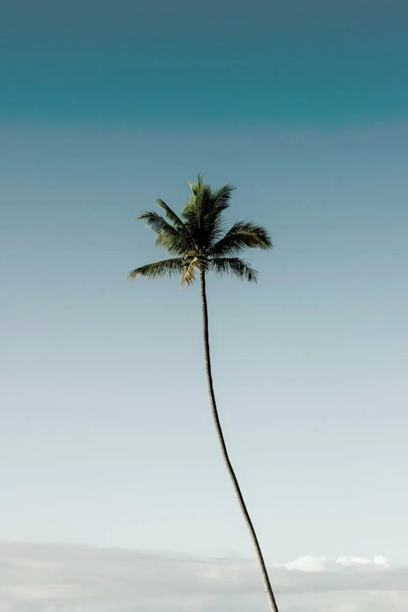 Tall Palm pellicola backlit da METROPOLIS