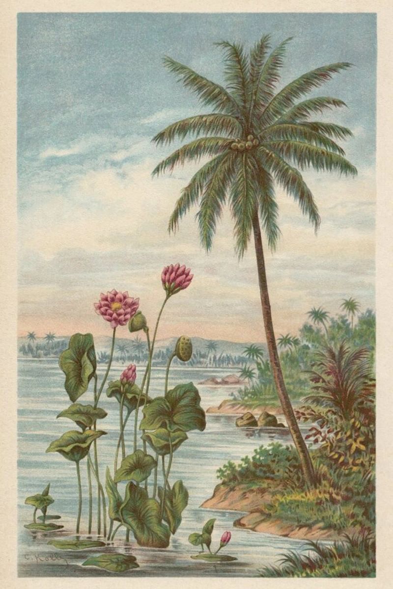 Lotus Flowers poster by Flora & Fauna