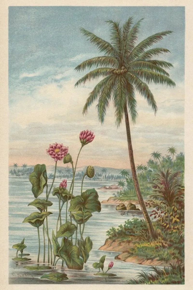 Lotus Flowers poster with aluminum frame by Flora & Fauna