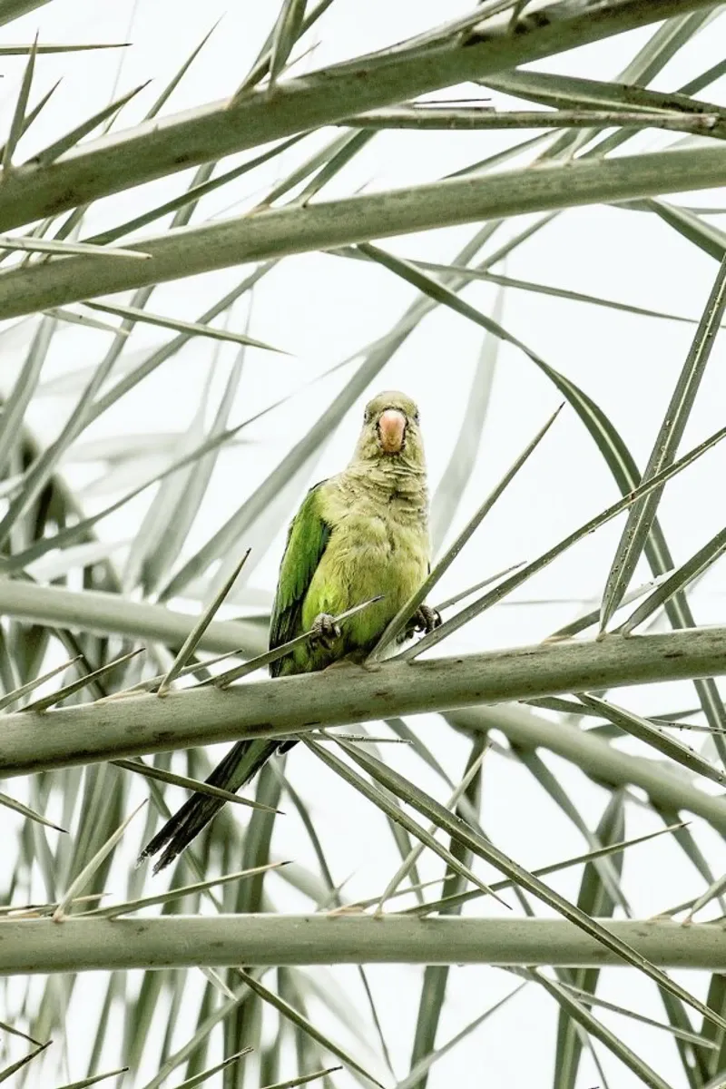 Parrot poster da Victoria Frost