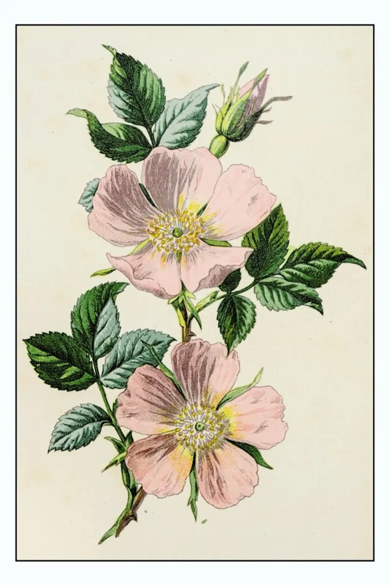 Pastel Roses poster with aluminum frame by Flora & Fauna
