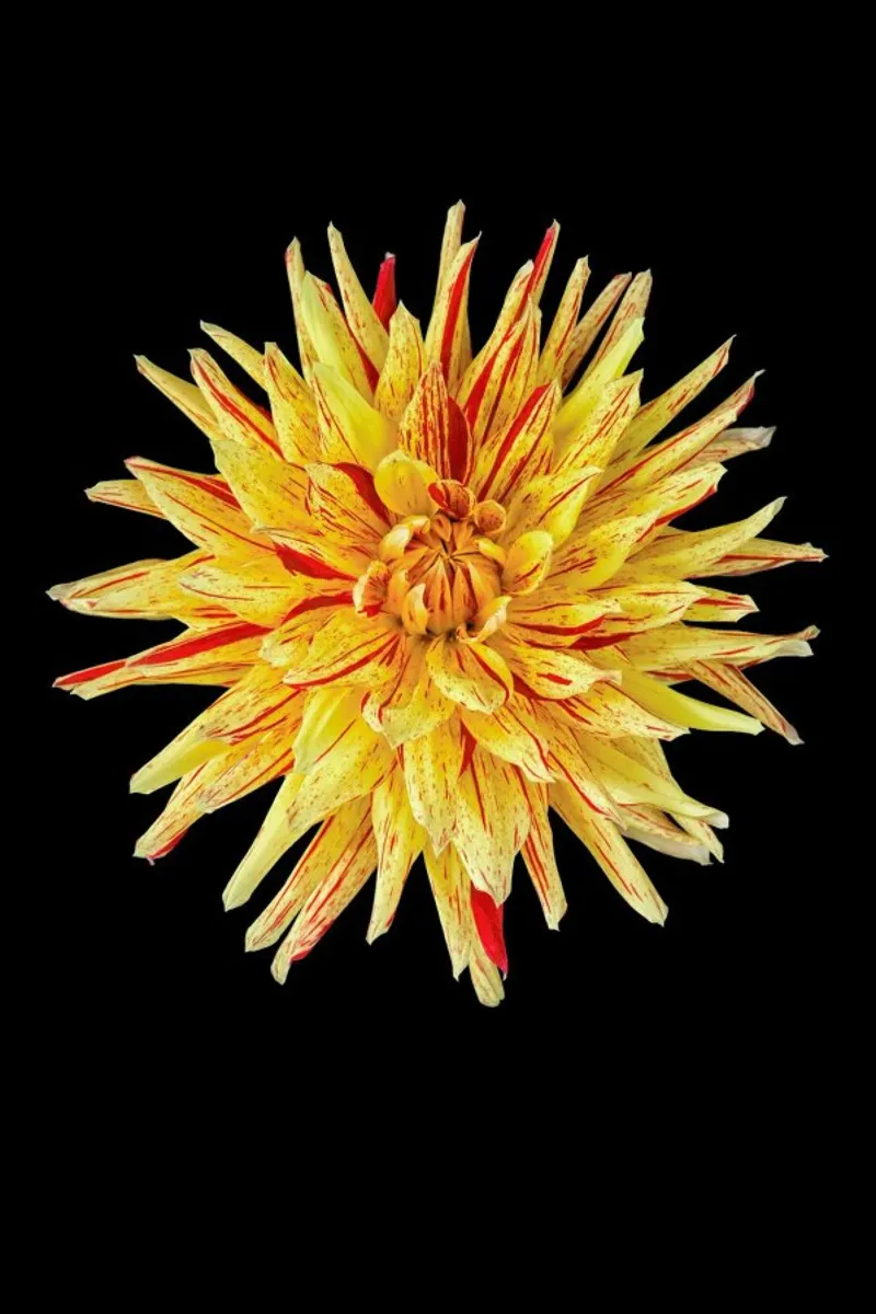 Dahlia 5 pellicola backlit da Curious Collections by Marielle Leenders