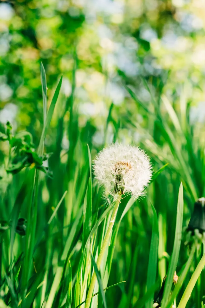 Dandelion, wildflower in grass on spring meadow - nature photo hahnemühle by Bold and Retro