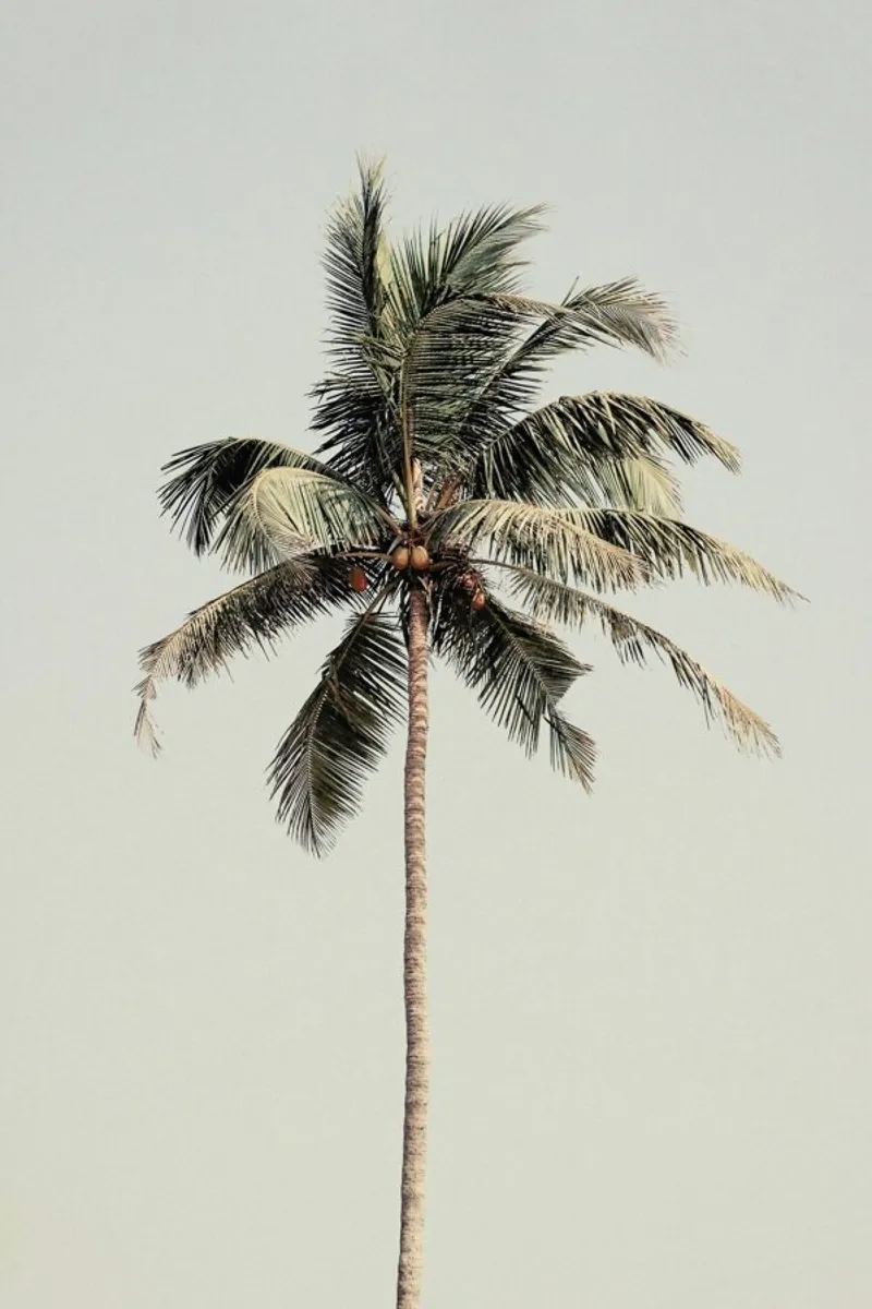 Palm Tree By The Beach pellicola backlit da Victoria Frost