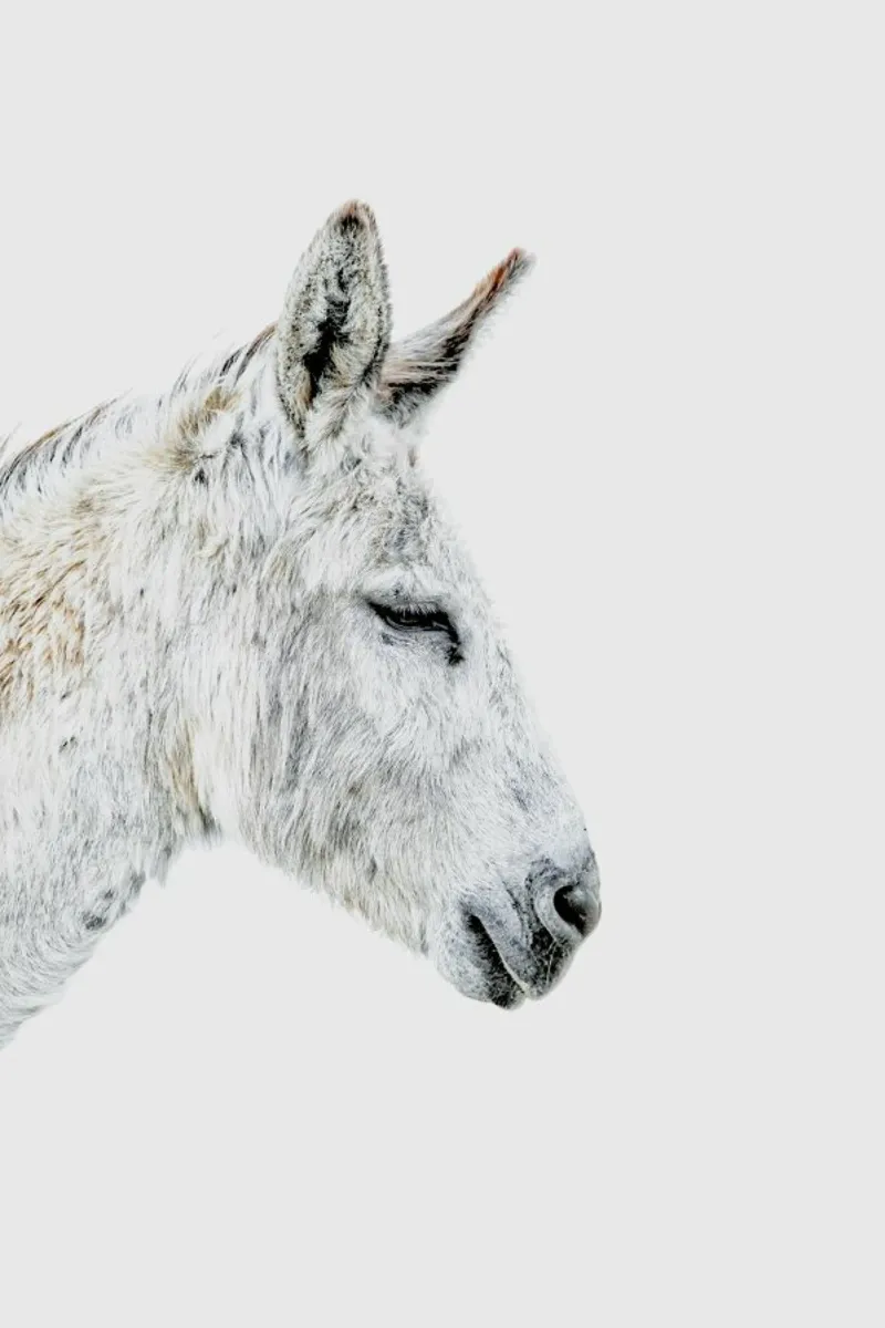 Donkey pellicola backlit da Paws & Claws