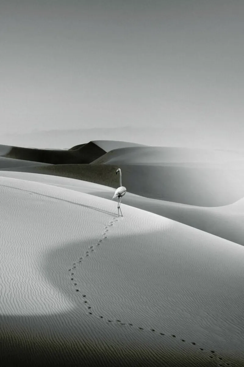 Flamingo In The Desert alluminio dibond da Jonas Loose