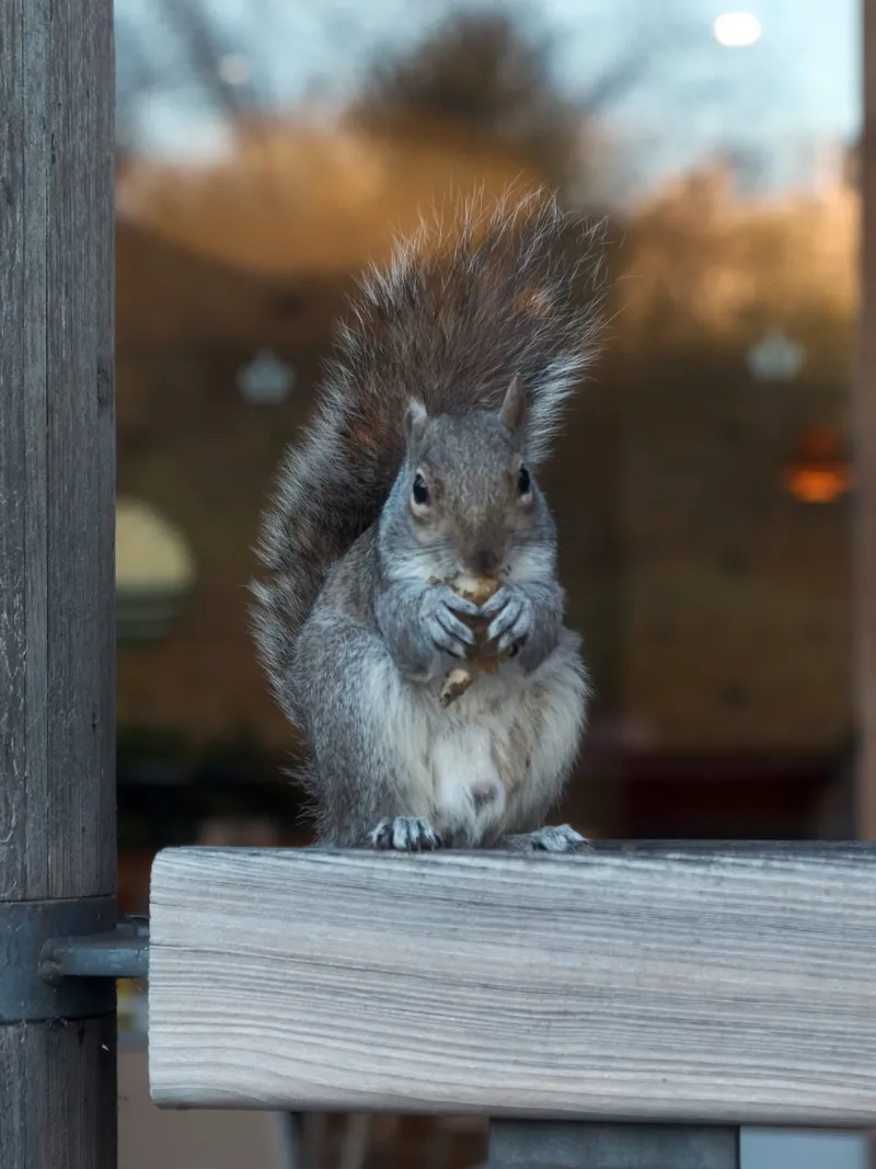 SQUIRREL plexiglass da Grumpz