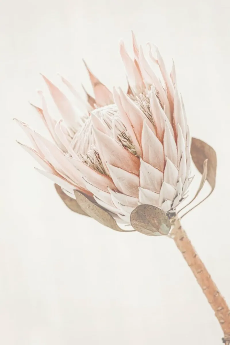 Protea carta hahnemühle da Monika Strigel