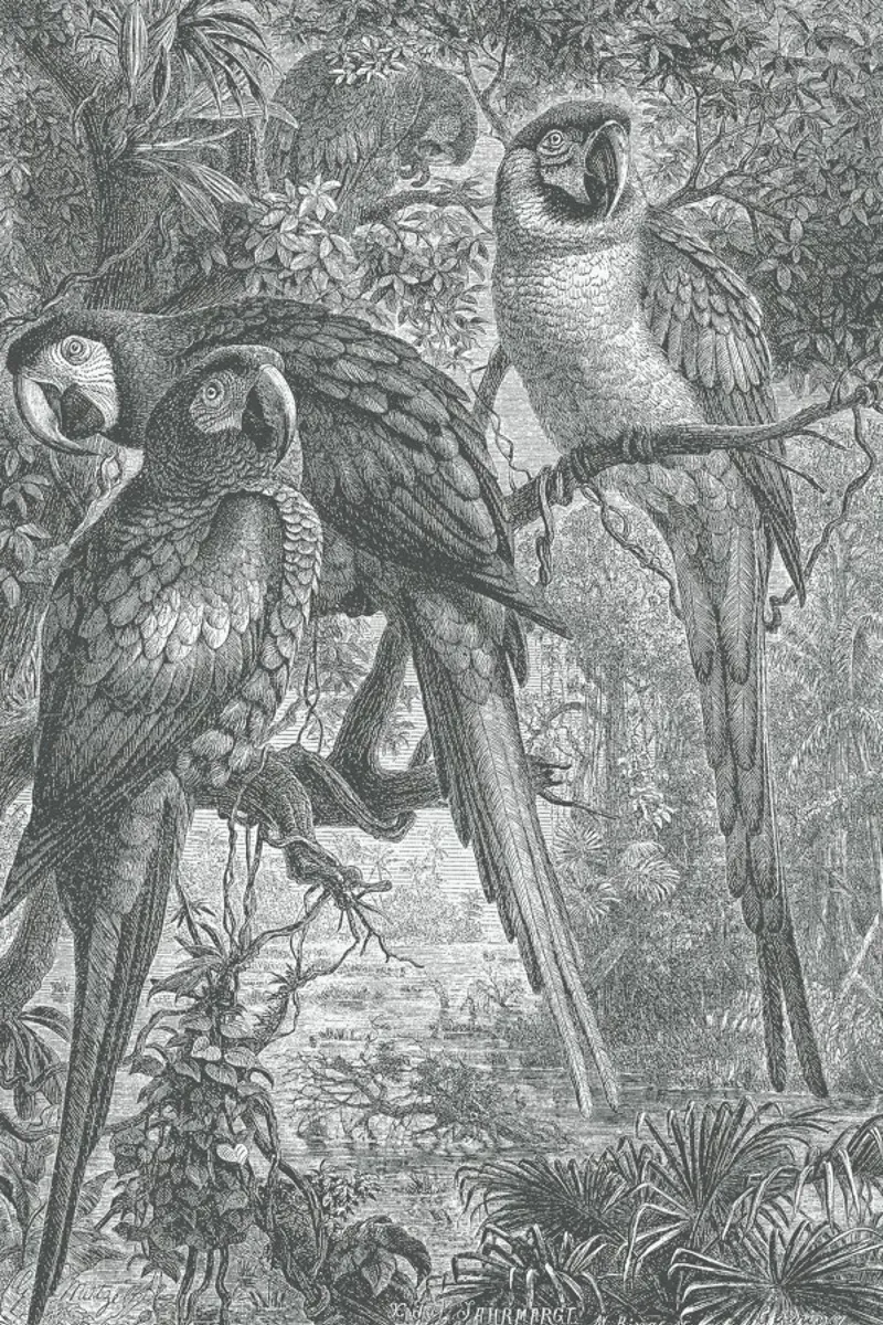 Macaws Parrots carta hahnemühle da Astër