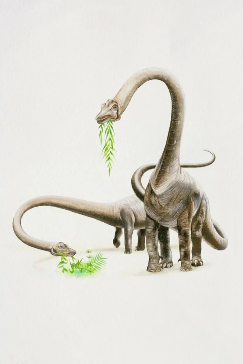 Herbivores pellicola backlit da Flora & Fauna