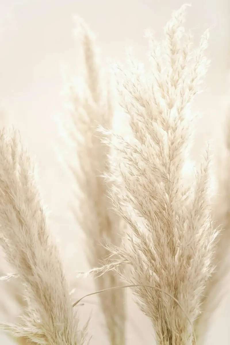 Pampas Reed 8 plexiglass da Monika Strigel