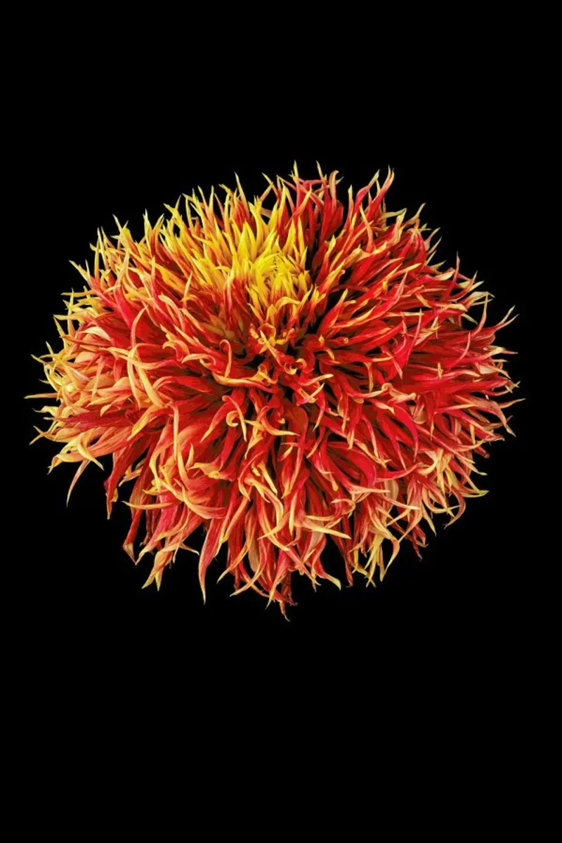 Dahlia 2 poster da Curious Collections by Marielle Leenders