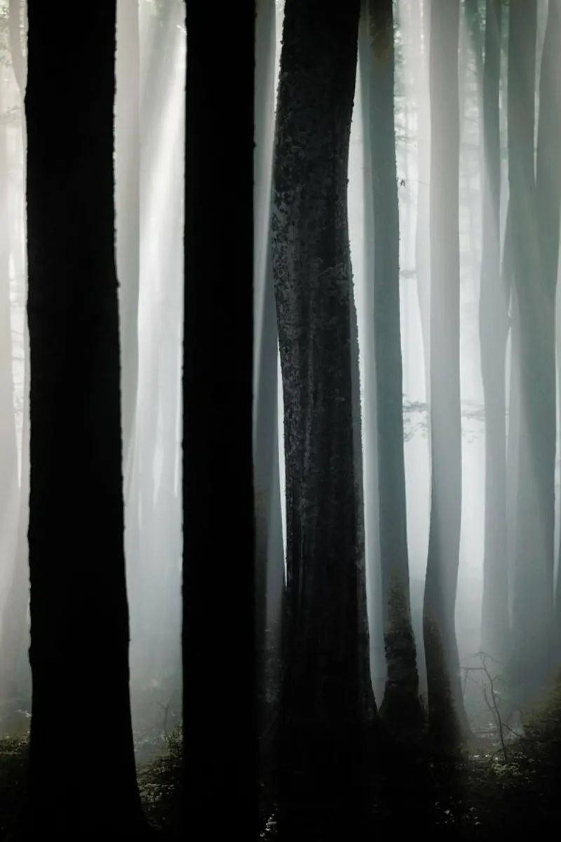 A Natural Guide by @szabo_ervin_edward pellicola backlit da EyeEm Mobile GmbH