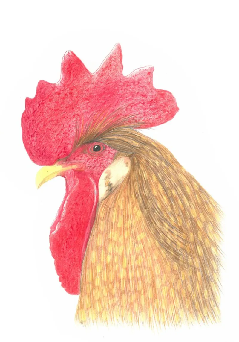 Gallo pellicola backlit da PENCILS & TALES