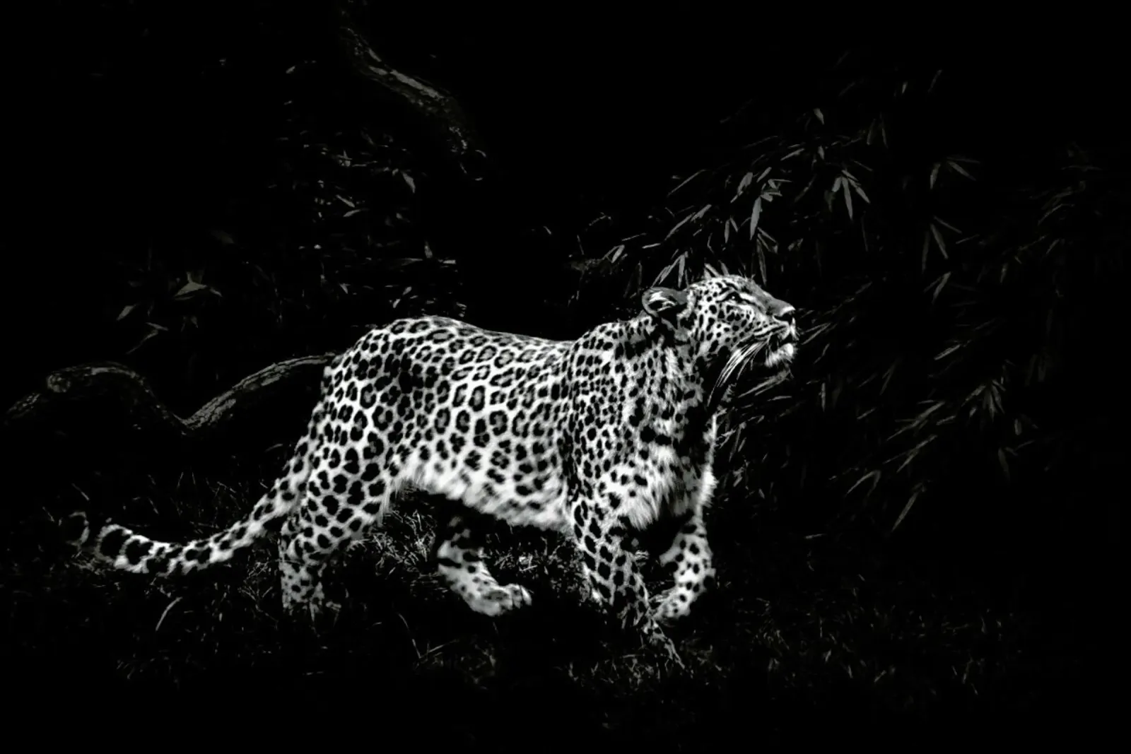 Leopard In Black And White pellicola backlit da Natural Kingdom