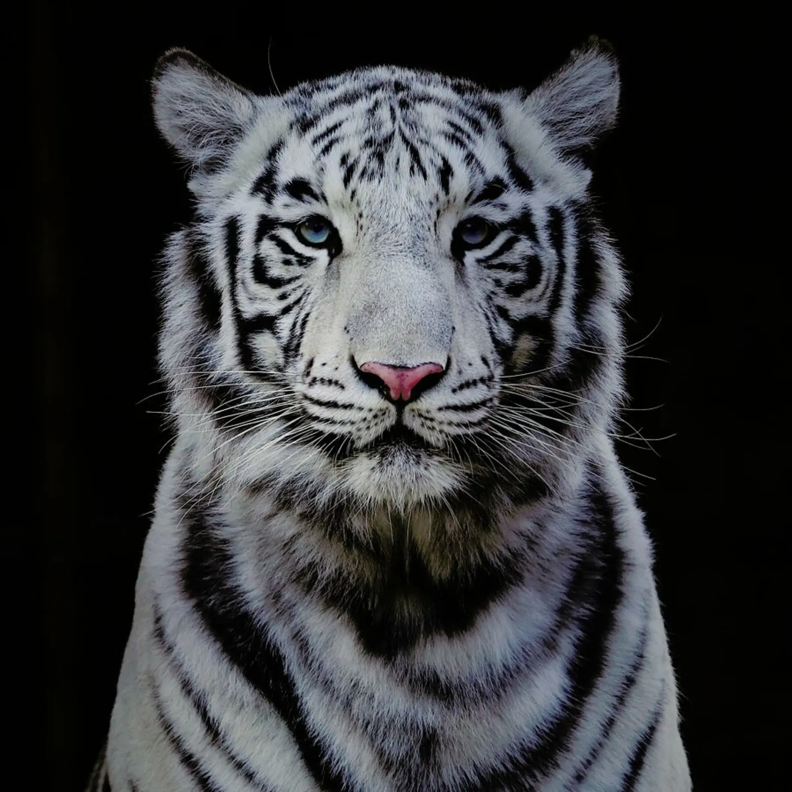 White Tiger pellicola backlit da Natural Kingdom