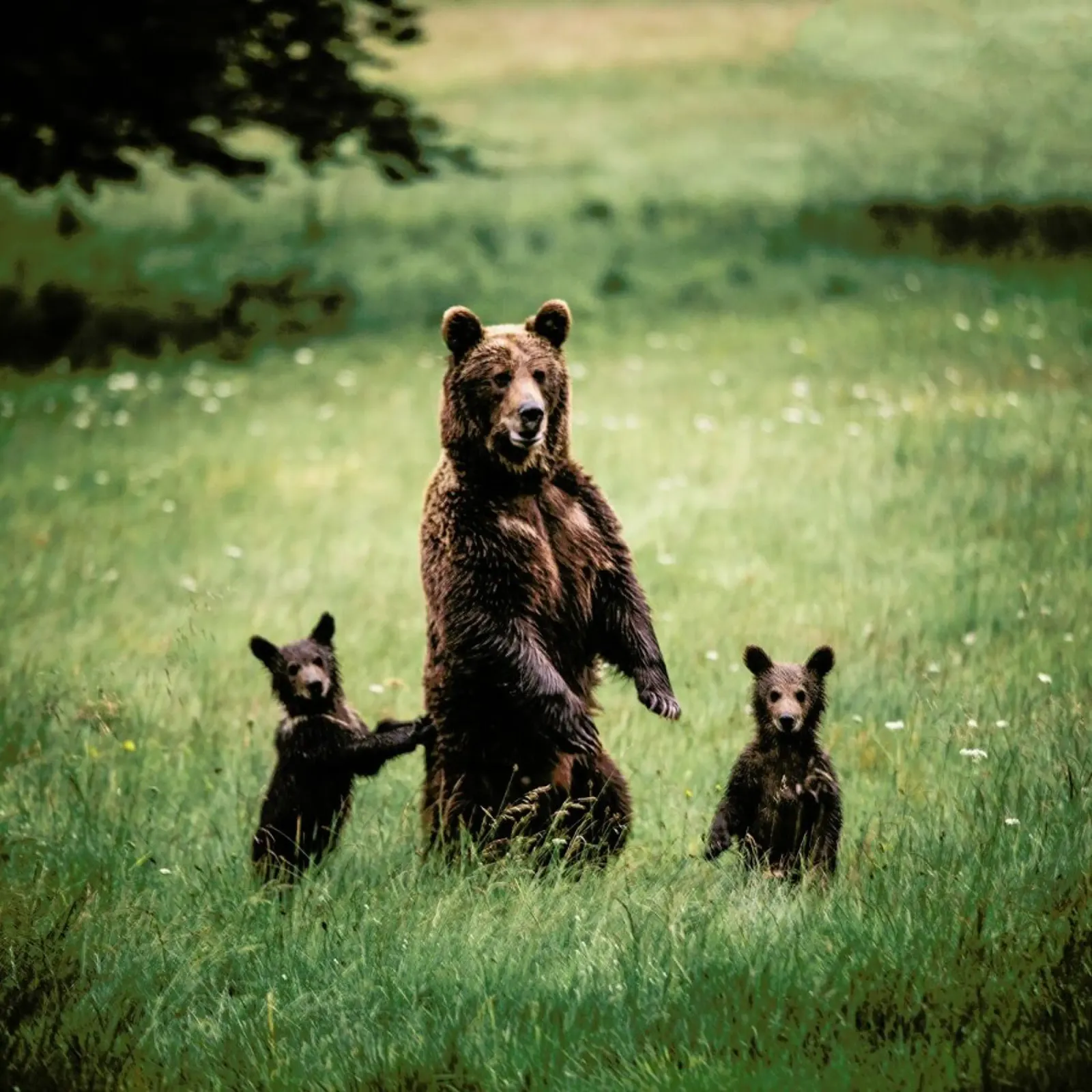 The Three Bears pellicola backlit da Natural Kingdom