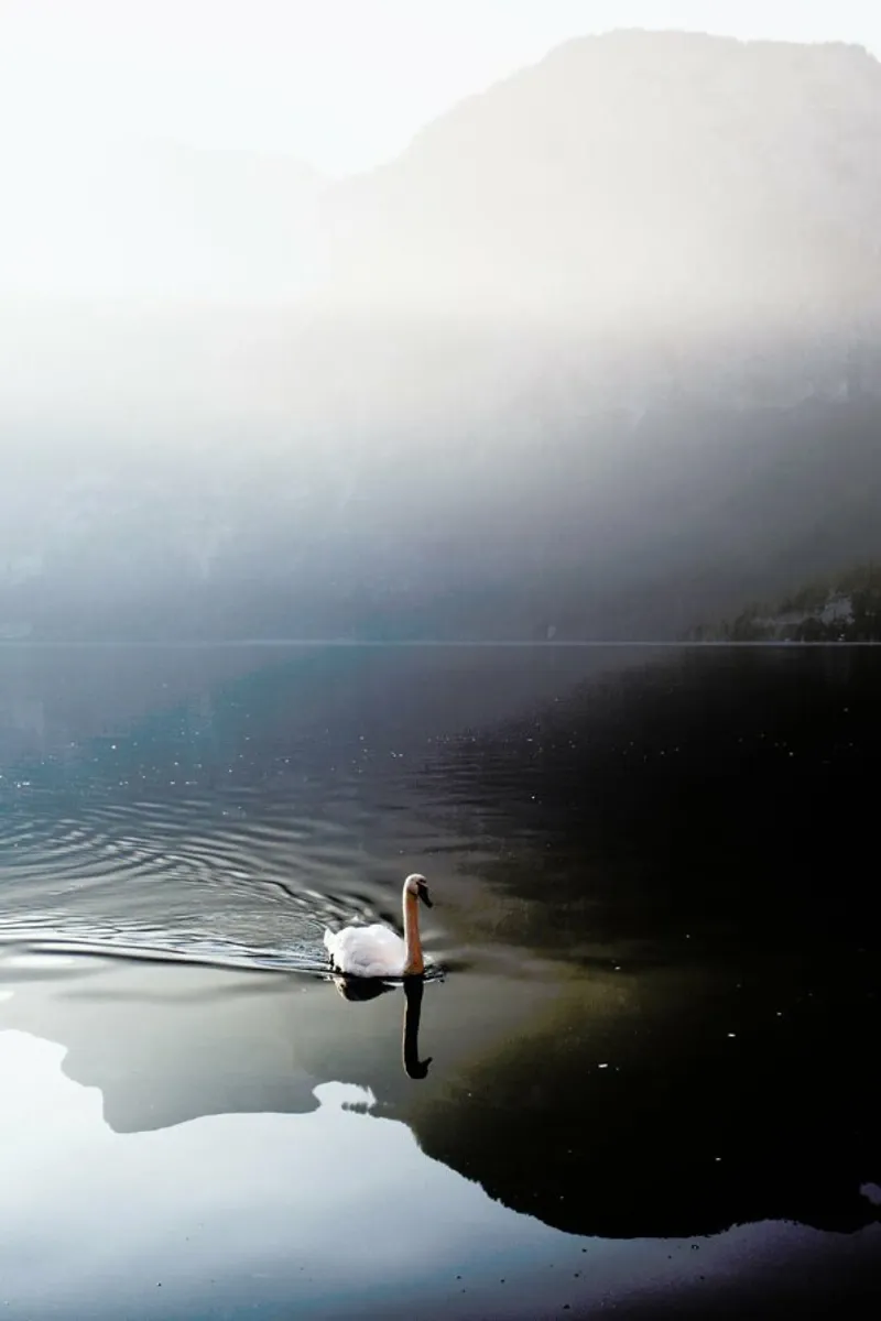 The Swan pellicola backlit da METROPOLIS