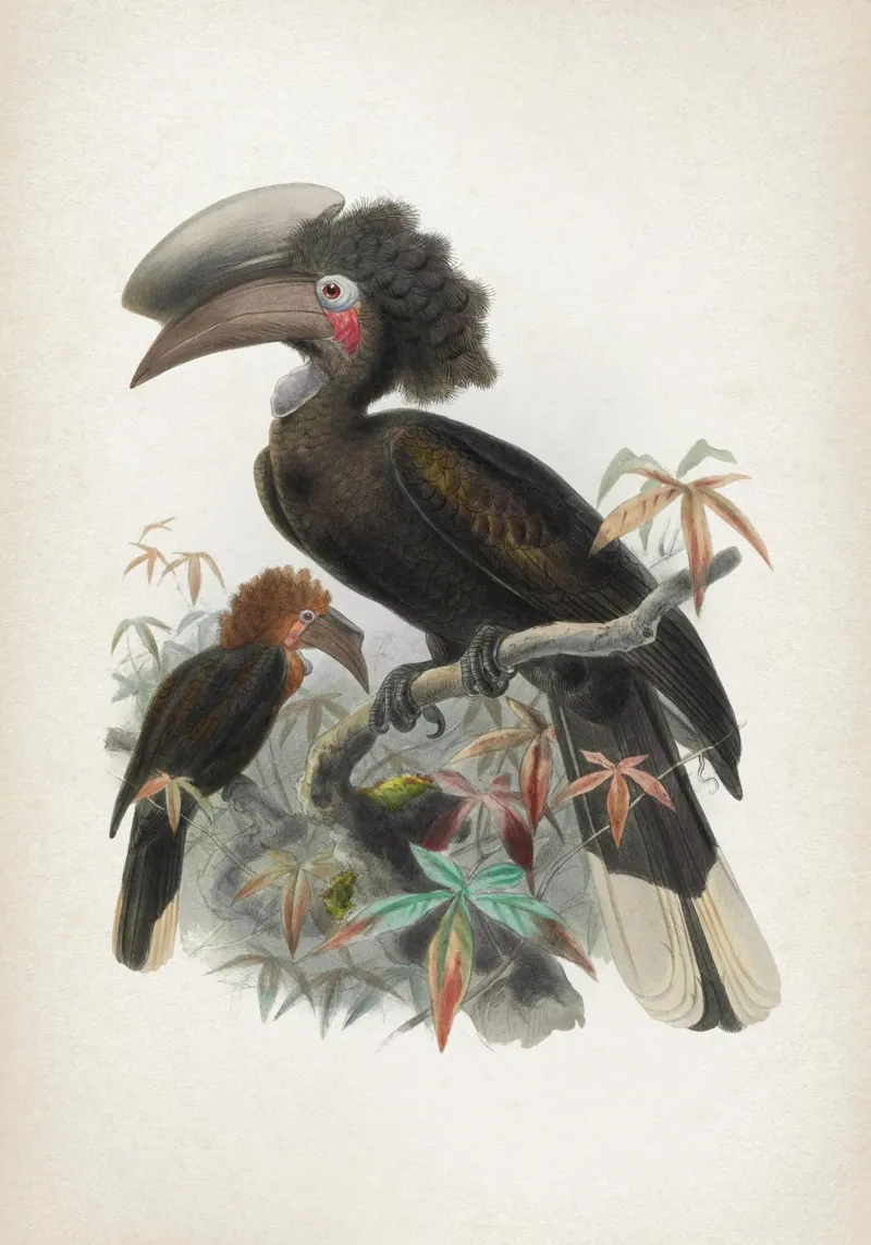 Vintage Keulemans 1 Spagholobus Atratus poster con telaio in plastica da Vintage Print Collection