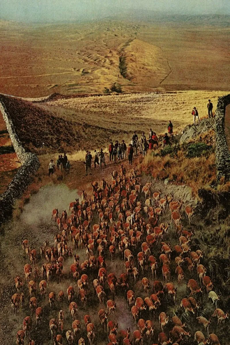 Alpacalypse canvas with Floater frame by Jesse Treece
