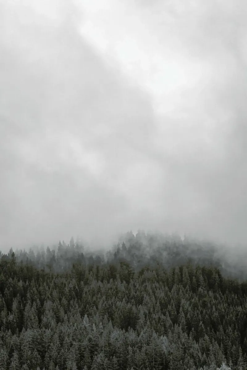 Clouded Forest pellicola backlit da Nur Mut