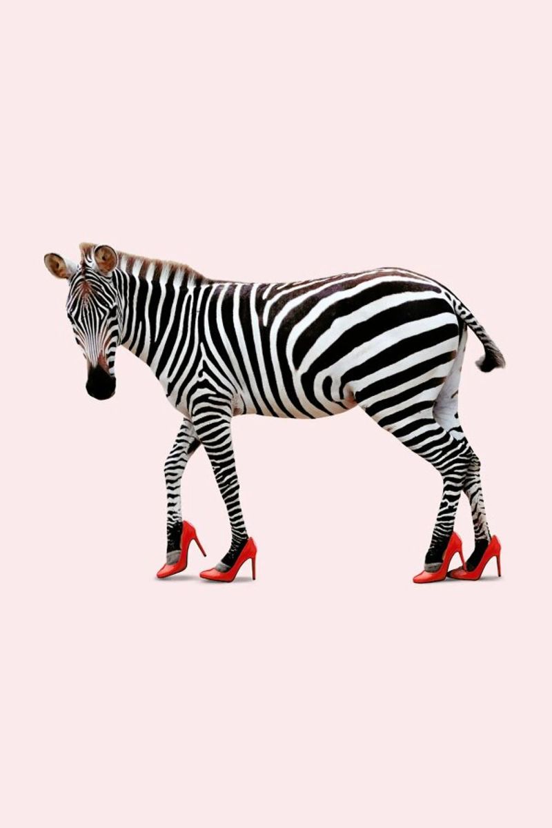 Zebra Heels poster de Jonas Loose