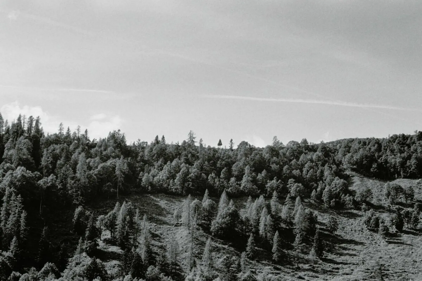 Trees On The Ridge pellicola backlit da Nur Mut