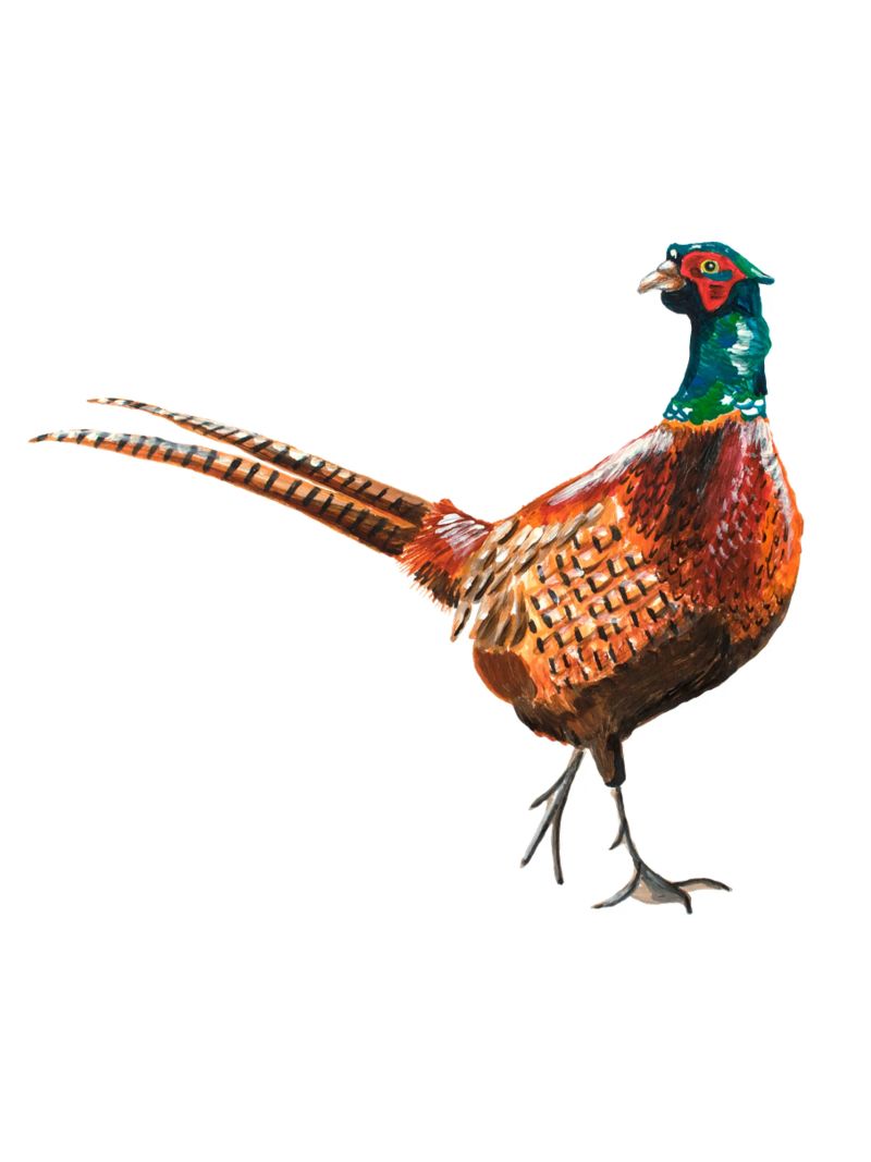 Pheasant pellicola backlit da Femke Zwaan