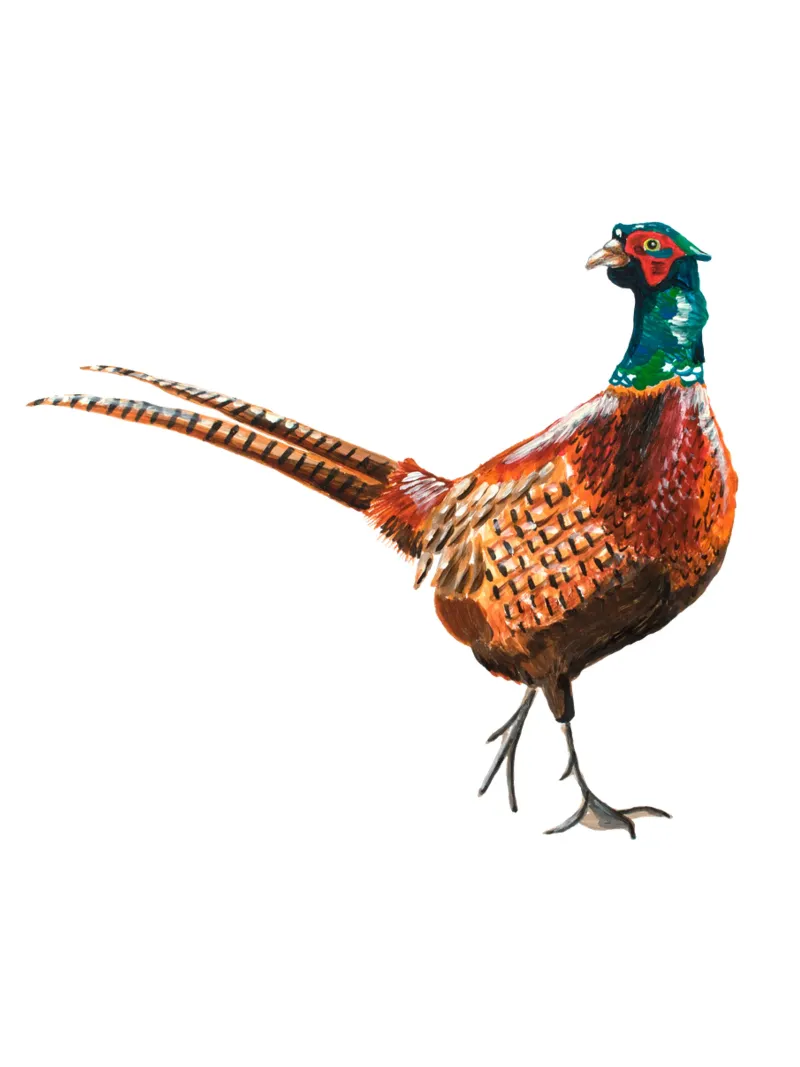 Pheasant pellicola backlit da Femke Zwaan