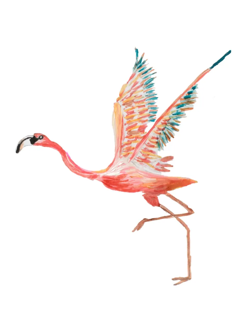 Flamingo pellicola backlit da Femke Zwaan