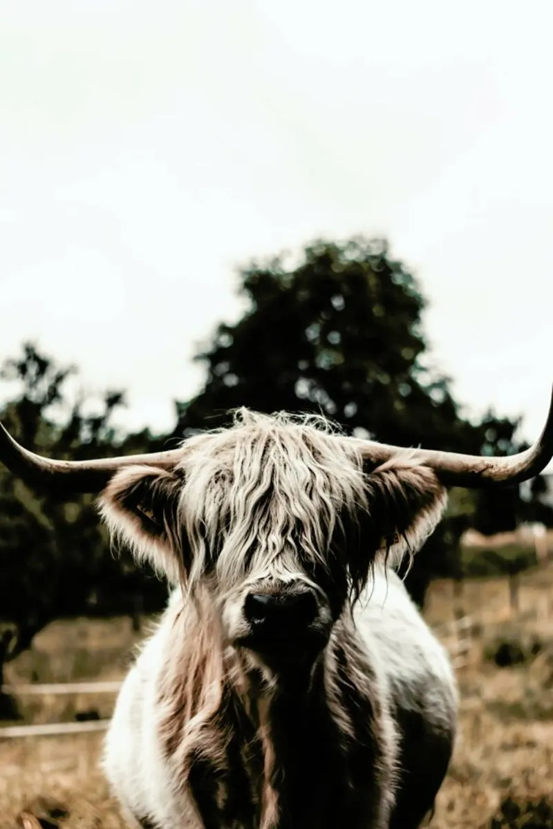 Boris Highland Cow acrylic glass by Natural Kingdom