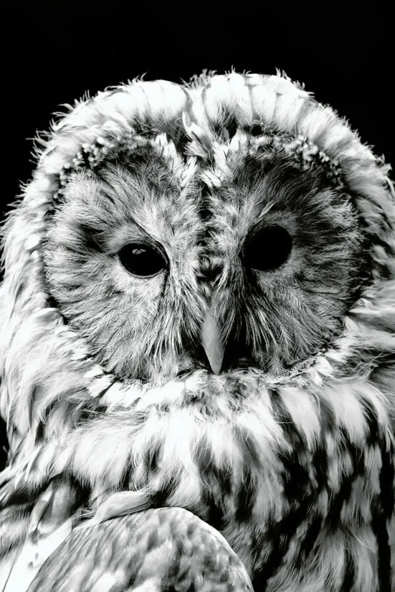 Wise Owl pellicola backlit da Natural Kingdom