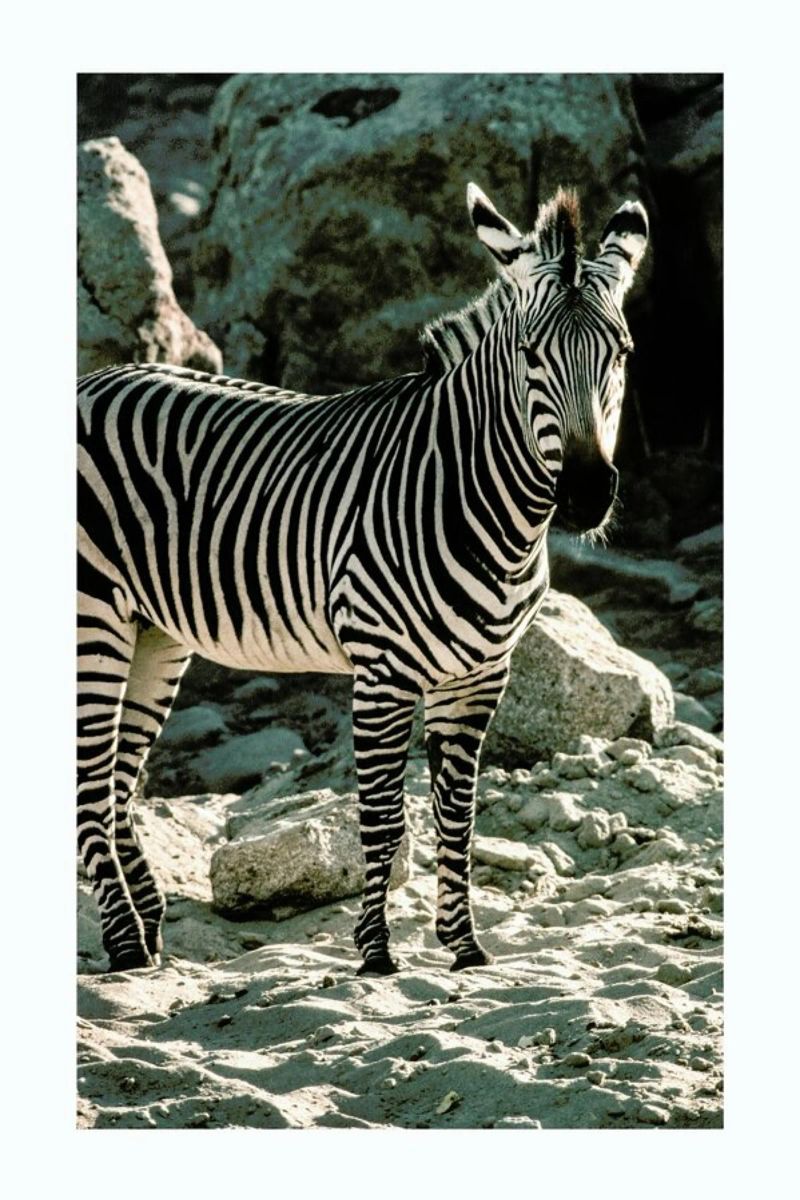 Zebra pellicola backlit da Natural Kingdom
