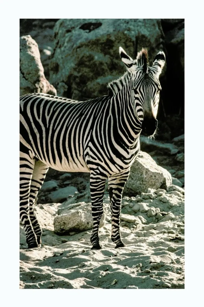 Zebra pellicola backlit da Natural Kingdom