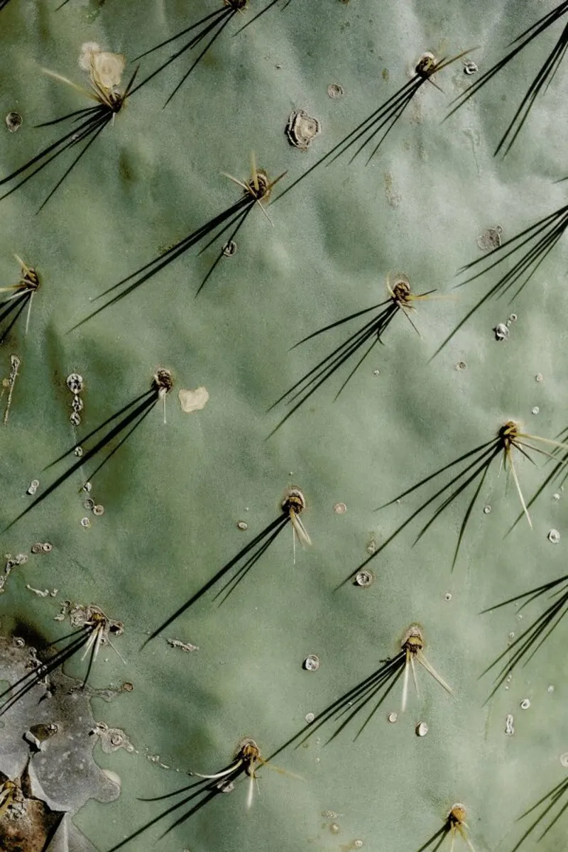Prickle poster da Chris Abatzis