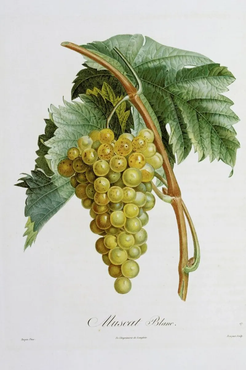 Turpin - White Grape Muscat Blanc pellicola backlit da ARTOTHEK