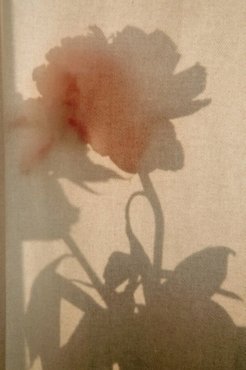 Abstract — Flower Shadow II pellicola backlit da Sebastian Hilgetag