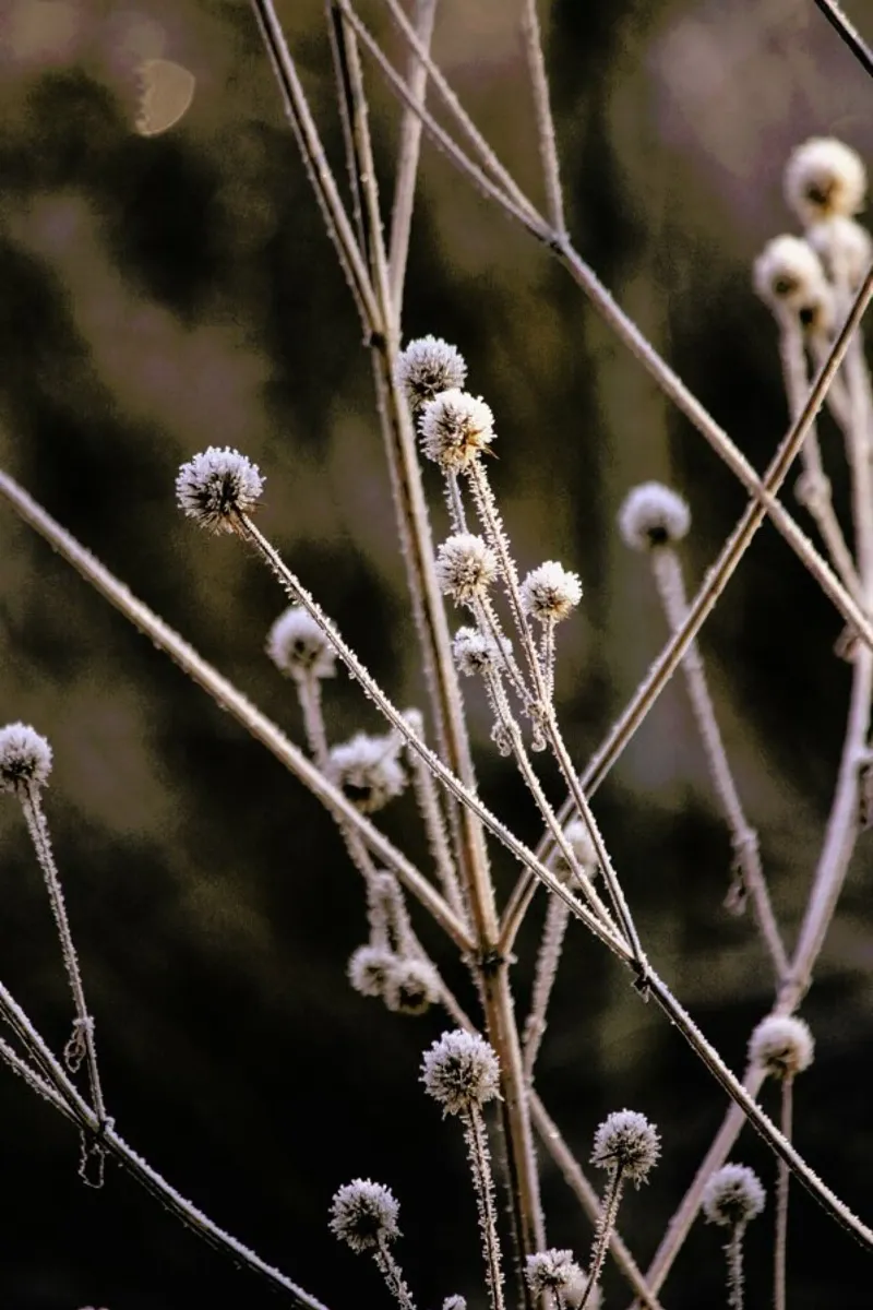 Frosted Stems pellicola backlit da Flora & Fauna