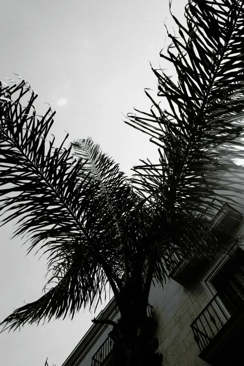 Palms — Barcelone Streets pellicola backlit da Sebastian Hilgetag