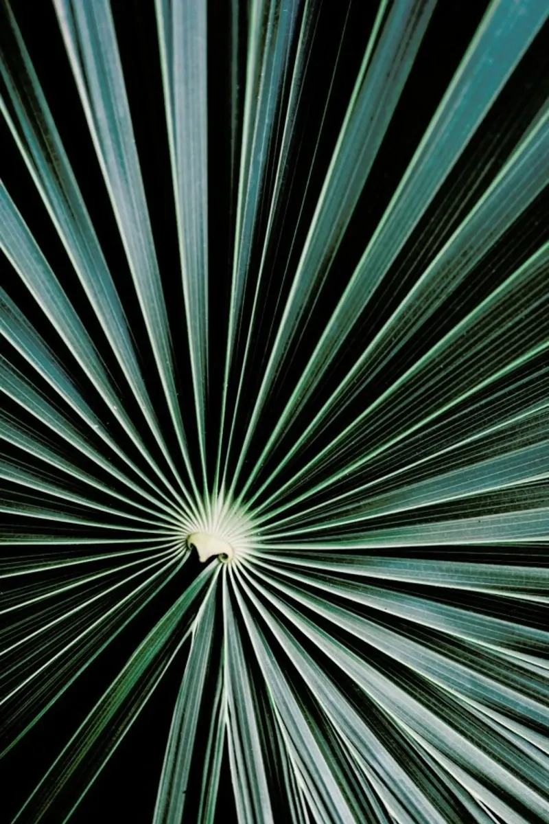 Radial pellicola backlit da Flora & Fauna