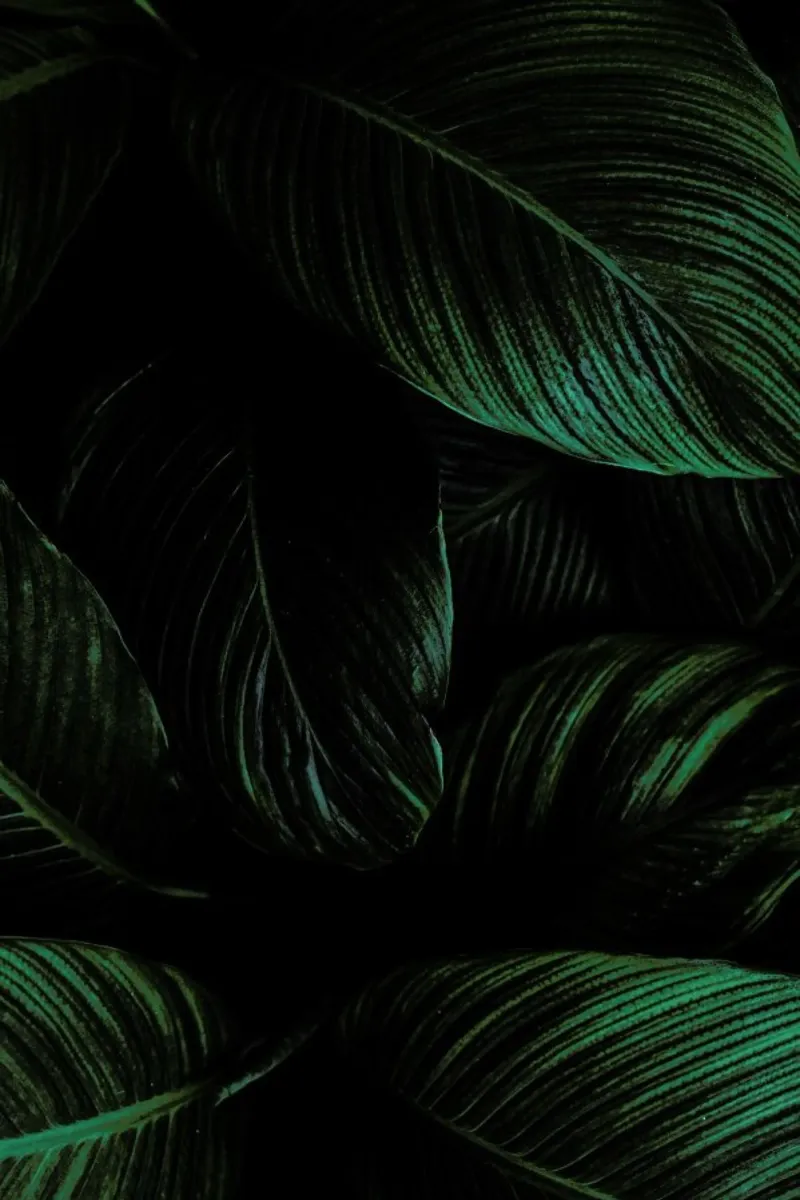 Layered Leaves canvas by Flora & Fauna