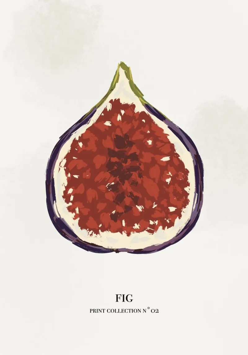 Illustrazione botanica fico poster con telaio in alluminio da Sixmai
