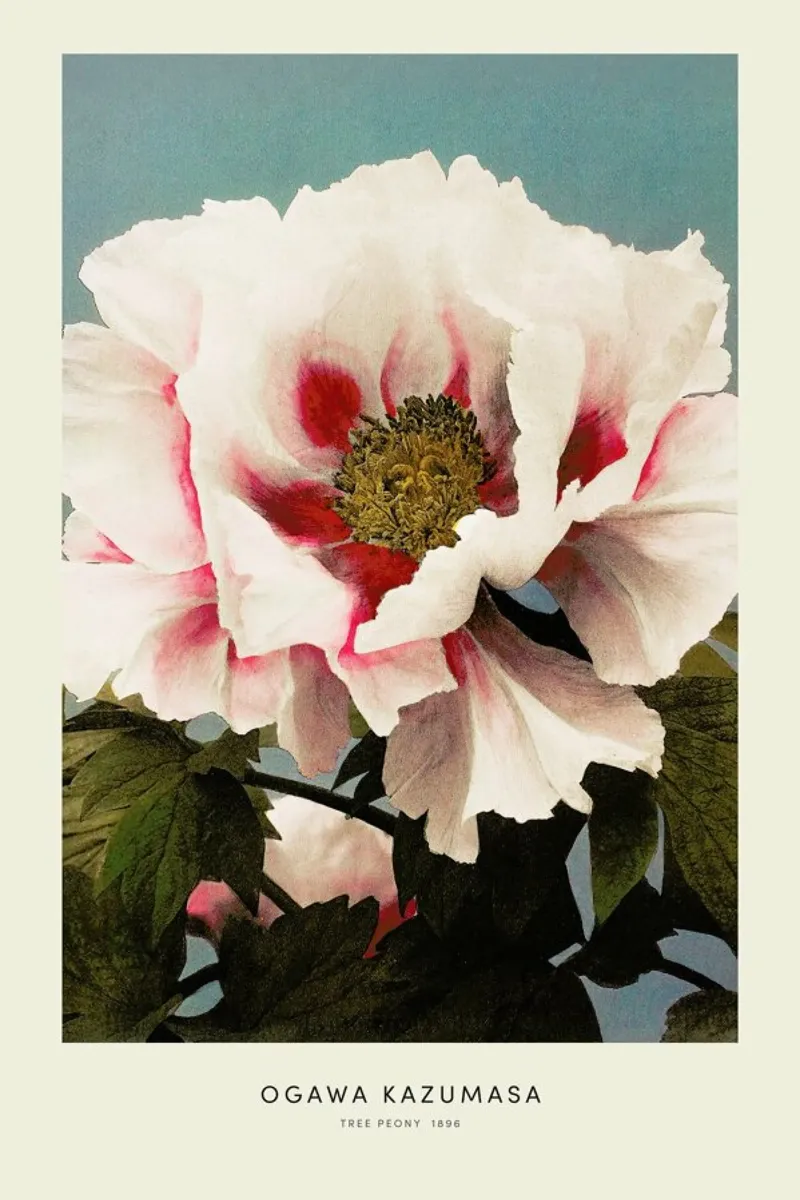 Kazumasa - Tree Peony poster con telaio in plastica da Vintage by JUNIQE