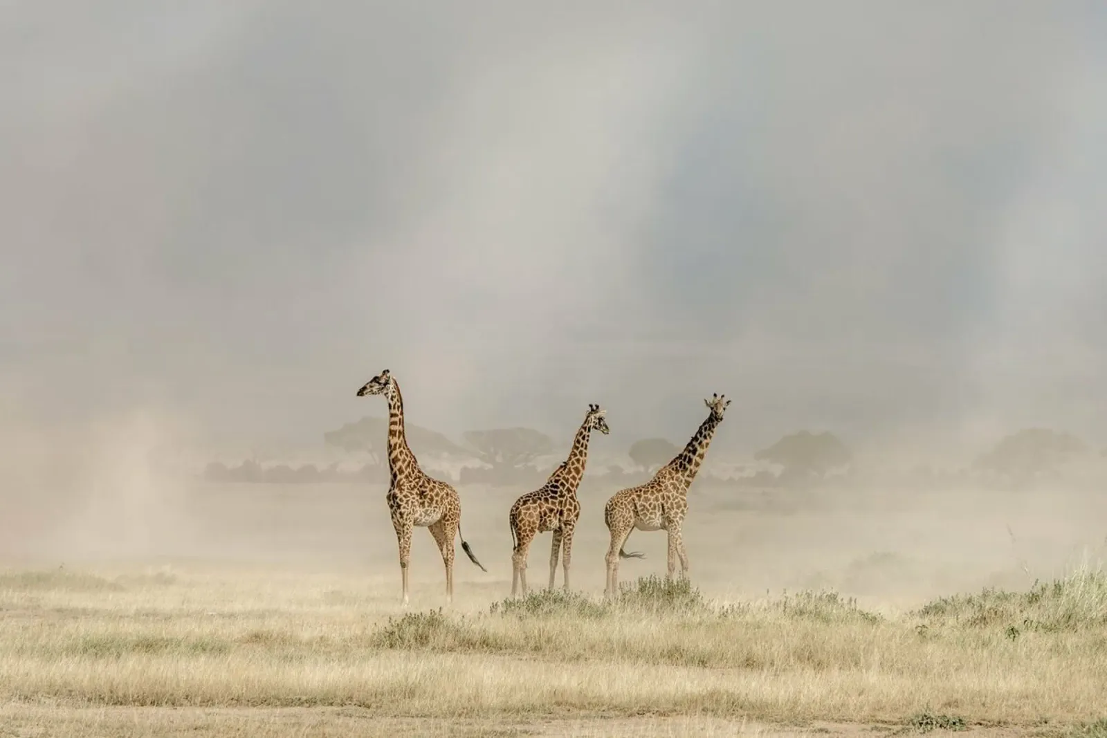 Weathering the Amboseli Dust Devils - Jeffrey C. Sink alluminio dibond da Pictufy