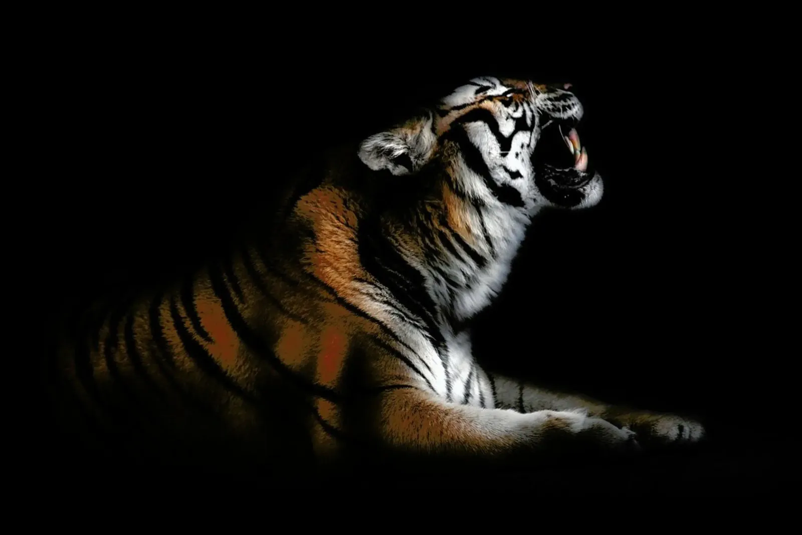 Tiger Portrait - Santiago Pascual Buye carta hahnemühle da Pictufy